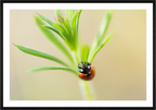 Main image Lady Bird