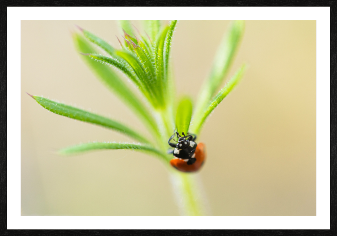 Main image Lady Bird