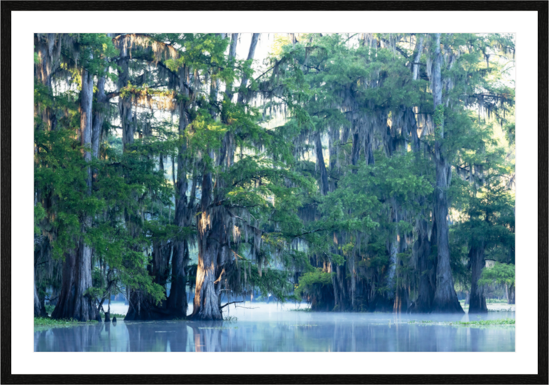 Main image The Mystery of Caddo Lake Fine Art