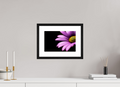 30 x 20 cm, Black Frames Pink Petals
