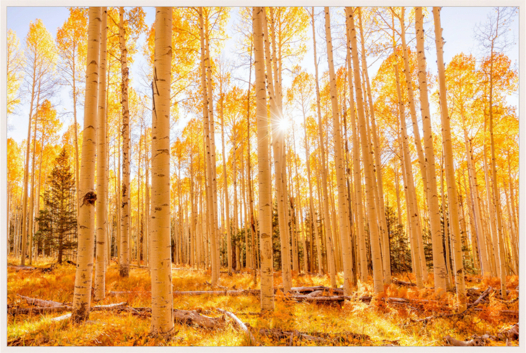 Main image Golden Aspens