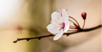 Main image Cherry Blossom