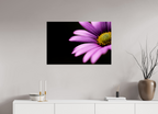 90 x 60 cm, Photo Print Under Acrylic Glass Pink Petals