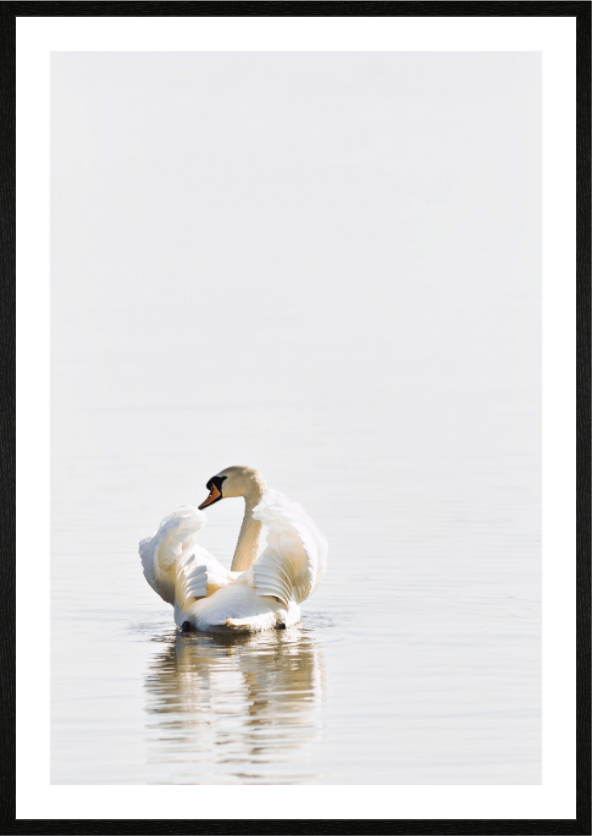 Main image Swan at Dawn