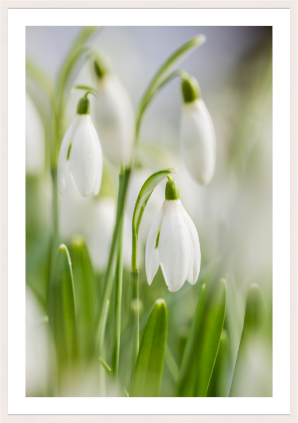 Main image snowdrops