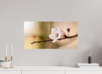 59.2 x 30 cm, Photo Print Under Acrylic Glass Cherry Blossom