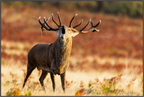 Main image deer