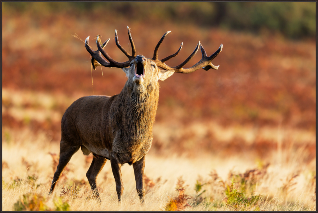 Main image roaring deer