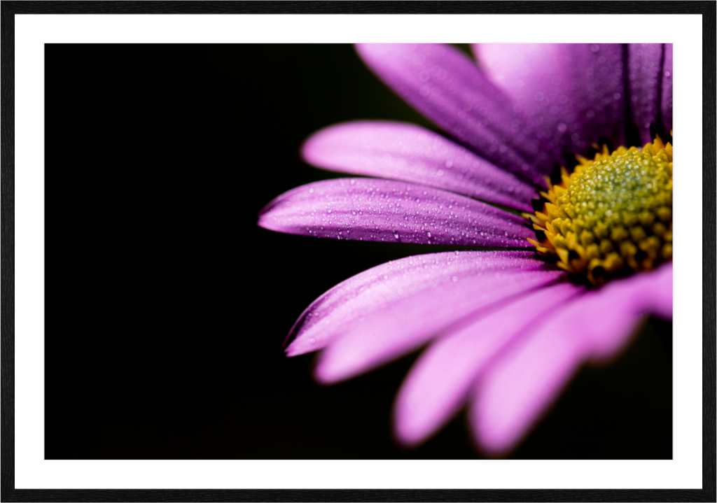 Main image Pink Petals