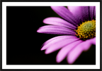 Main image Pink Petals