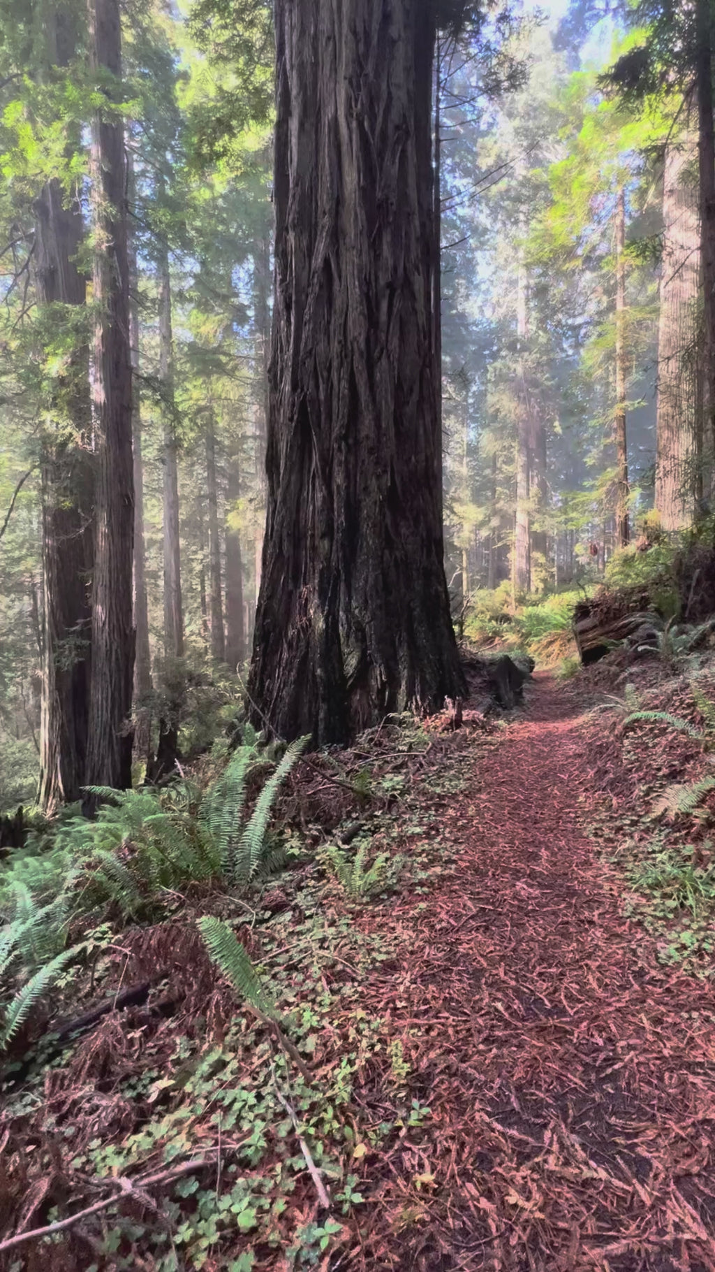 Misty Redwood Forest